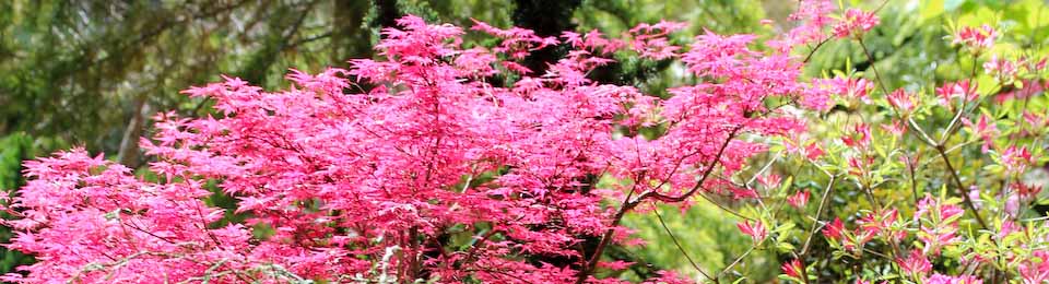 Acer palmatum 'Beni komachi'